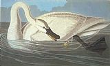 Trumpeter Swan by John James Audubon